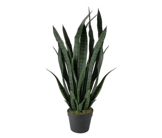 Snake Plant
