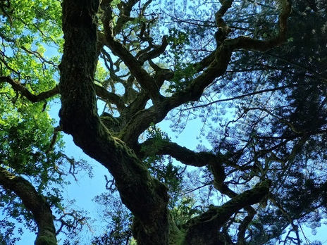 Grace for Everything: A Sermon for Earth Day, Rev. Josh Pawelek, April 19, 2026