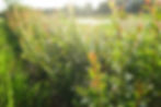 DSC00595_.jpg