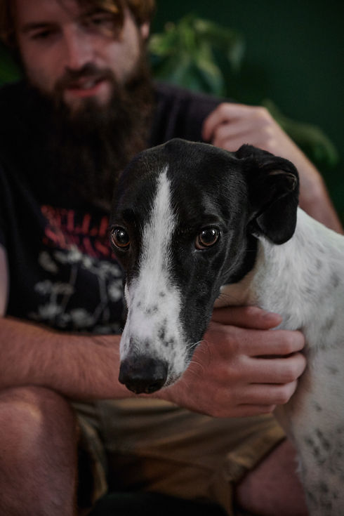bearded owner petting his black and white male greyhound