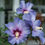 Thumbnail: Hibiscus Azurri Blue SATIN Rose of Sharon 1 Quart Pot