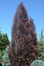 Red Obelisk Conical European Beech Tree Base Size 1 Quart Air-Pot
