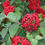 Thumbnail: RED BALLOON® Viburnum - Lantanaphyllum 1 Quart Pot