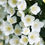 Thumbnail: ILLUMINATI TOWER Mockorange Philadelphus 1 Quart Pot
