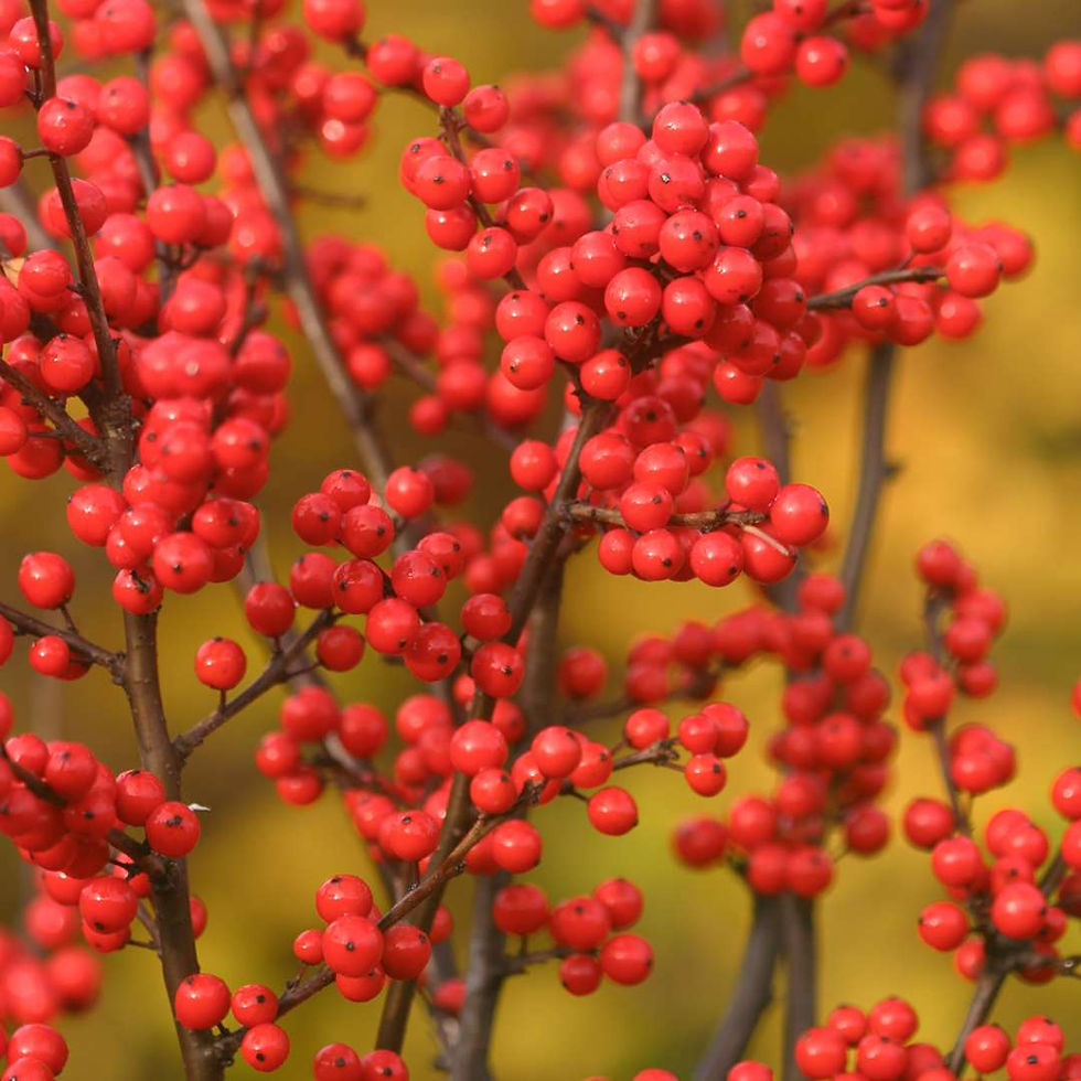 Thumbnail: BERRY HEAVY Winterberry Holly 1 Quart Pot