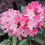 Thumbnail: Rhododendron DANDY MAN COLOR WHEEL Rhododendron 1 Quart Pot