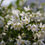 Thumbnail: YUKI SNOWFLAKE Deutzia 1 Quart Pot