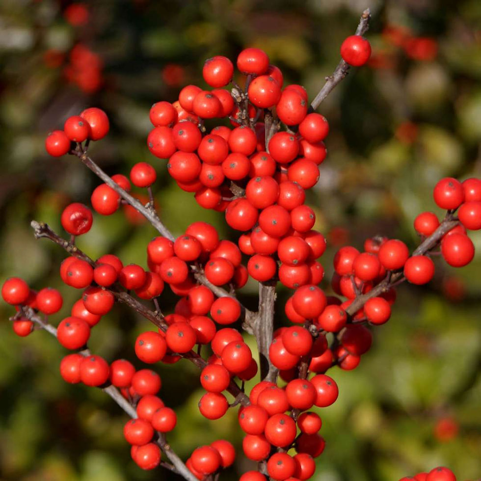 Thumbnail: BERRY HEAVY Winterberry Holly 1 Quart Pot
