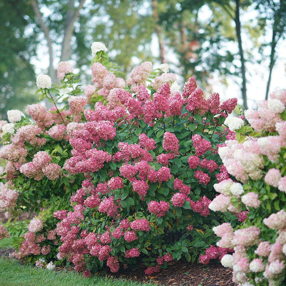 Thumbnail: FIRE LIGHT Panicle Hydrangea 1 Quart Pot