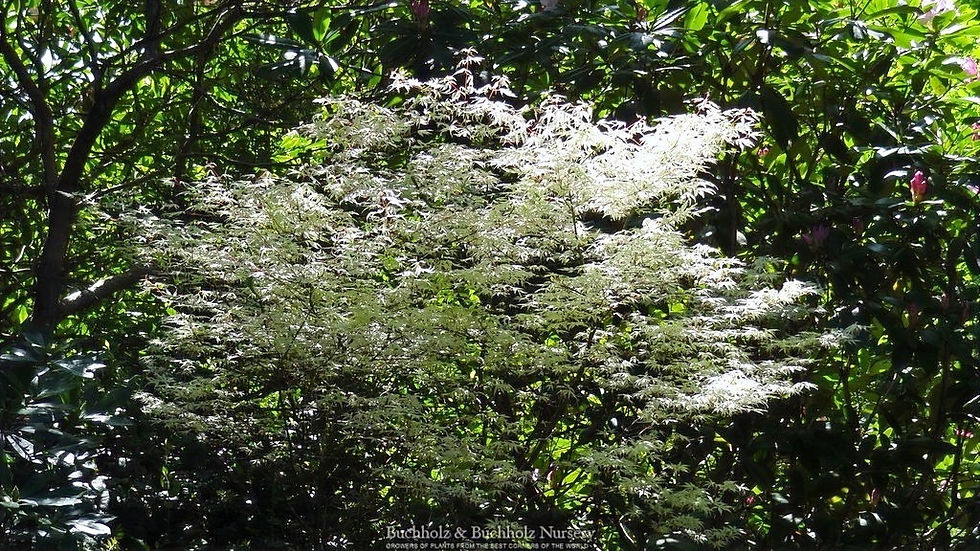 Ukigumo Japanese Maple Base Size 1 Quart Air-Pot
