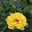 RISE UP RINGO Climbing Rose Bush 1 Quart Pot