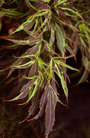 Manyo no sato Japanese Maple Acer palmatum