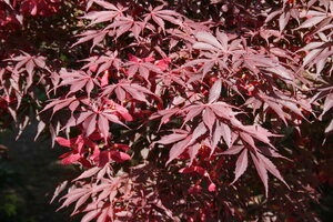 Suminagishi Japanese Maple Acer palmatum