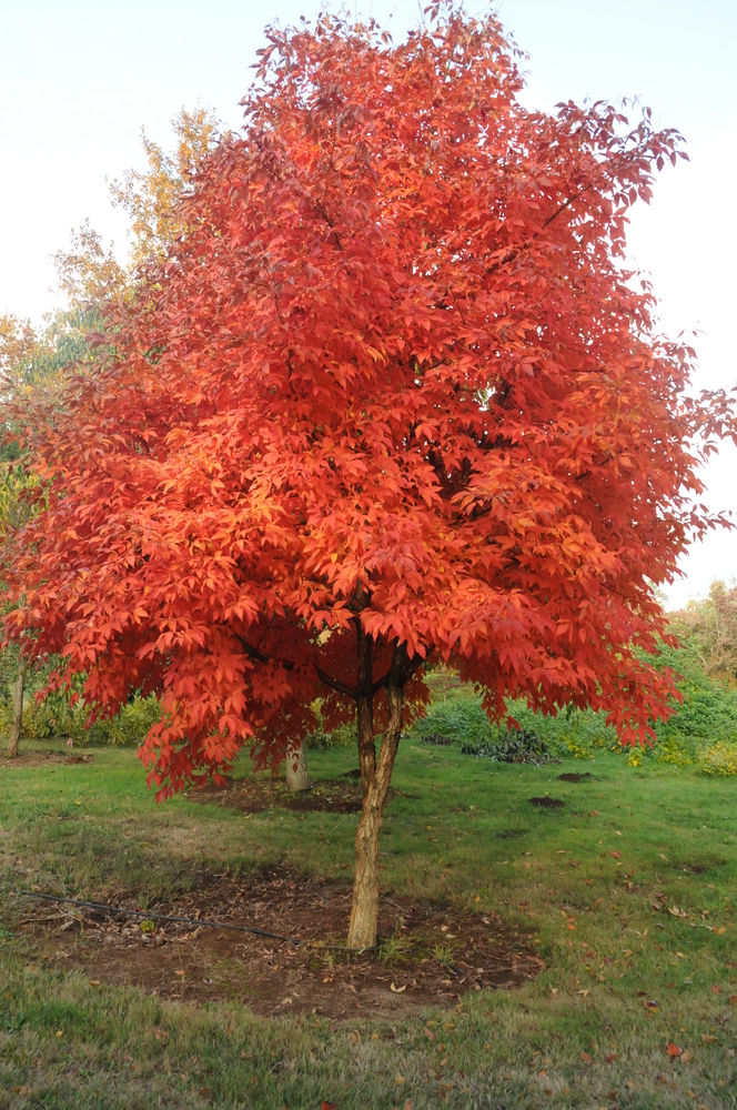 Three Flower Maple Acer Triflorum Base Size 1 Gallon Air-Pot