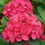 Thumbnail: WEE BIT GIDDY Reblooming Bigleaf Hydrangea 1 Quart Pot