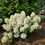 Thumbnail: TINY QUICK FIRE Panicle Hydrangea 1 Quart Pot