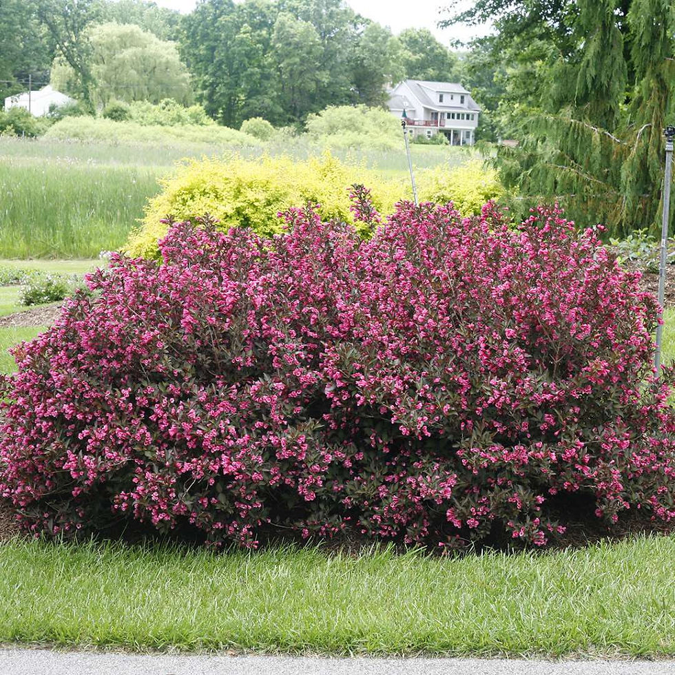 WINE & ROSES  Weigela 1 Quart Pot