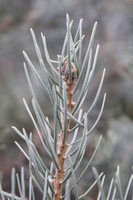 Kinky Fir White Fir Intermediate Base Size 1 Quart Air Pot