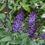 Thumbnail: PUGSTER BLUE Butterfly Bush 1 Quart Pot