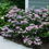 Thumbnail: Tiny TUFF STUFF Lacecap Mountain Hydrangea 1 Quart Pot