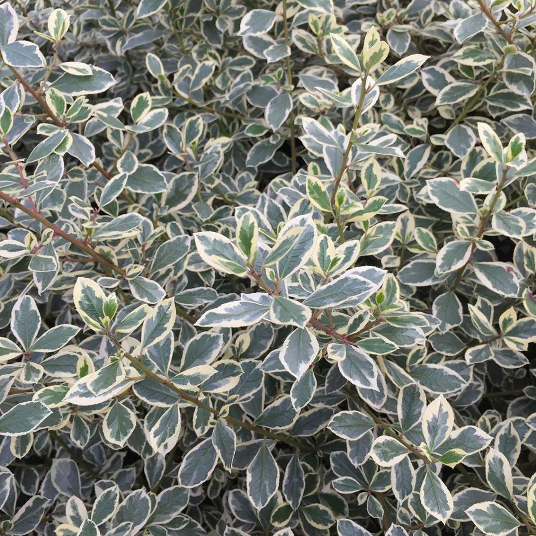 Italian Buckthorn Argenteovariegata 1 Quart Pot