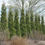 Thumbnail: FULL SPEED A HEDGE American Pillar Eastern Arborvitae