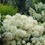 Thumbnail: PUFFER FISH Panicle Hydrangea 1 Quart Pot