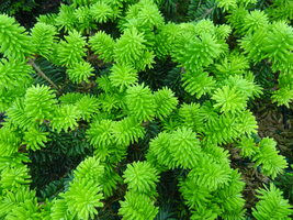 Piccolo Miniature Balsam Fir Size 1 Quart Air-Pot