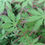 Thumbnail: Diva Maple Japanese Maple Base Size 1 Quart Air Pot