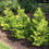 Thumbnail: RAY OF LIGHT Sawara Cypress 1 Quart Pot