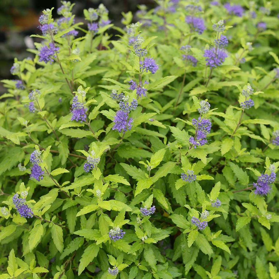 SUNSHINE BLUE II Bluebeard 1 Quart Pot