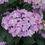Thumbnail: LET'S DANCE CAN DO Lacecap Mountain Hydrangea 1 Quart Pot
