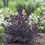 Thumbnail: WINECRAFT BLACK Smokebush 1 Quart Pot