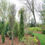 Thumbnail: STING Arborvitae Eastern Arborvitae Base