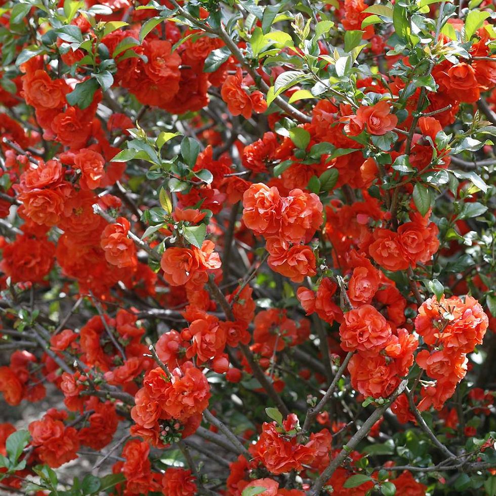 DOUBLE TAKE Orange Quince 1 Quart Pot