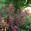 Thumbnail: MIDNIGHT SUN Weigela 1 Quart Pot