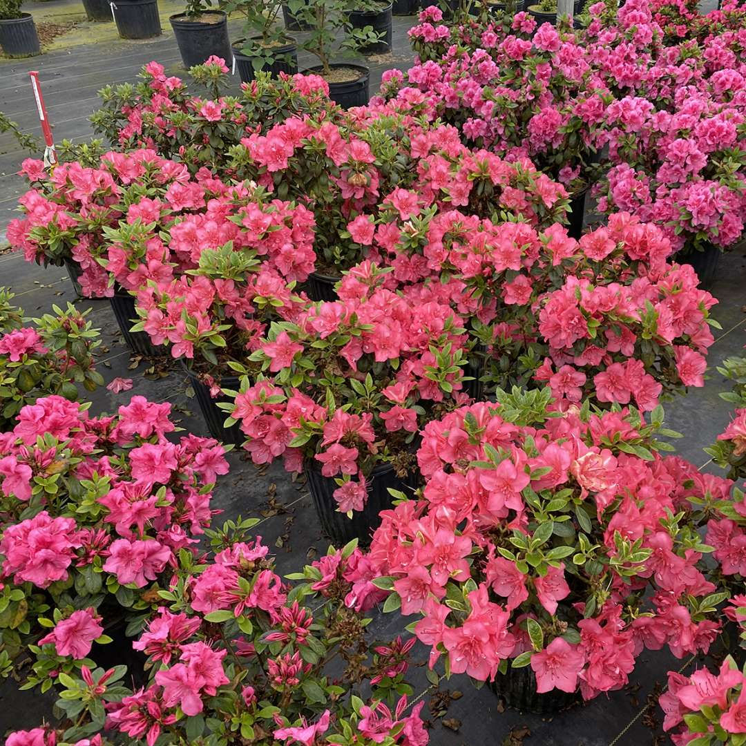 PERFECTO MUNDO EPIC CORAL Azalea 1 Quart Pot
