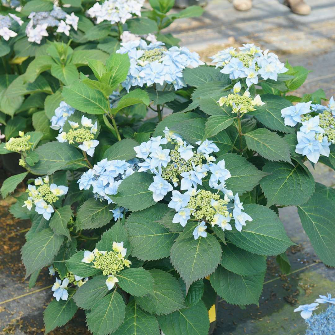 TUFF STUFF AH-HA Mountain Hydrangea 1 Quart Pot