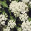 Thumbnail: BLUE MUFFIN Arrowwood Viburnum  1 Quart Pot
