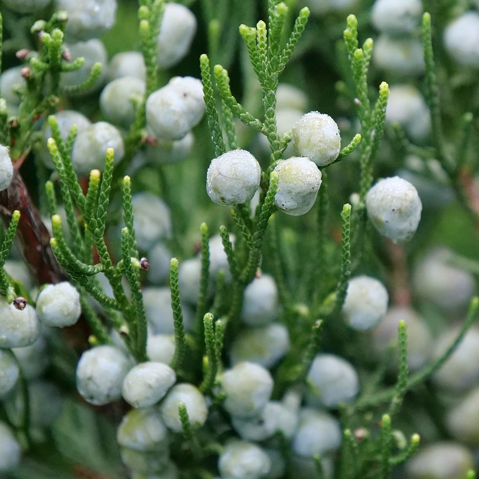 GIN FIZZ Juniper 1 Quart Pot
