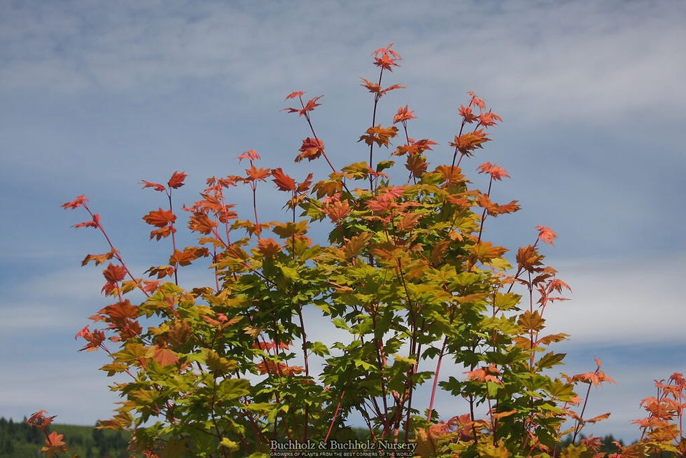 Thumbnail: Pacific Fire Vine Maple Base Size 1 Quart Air-Pot