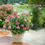 Thumbnail: Little QUICK FIRE Panicle Hydrangea 1 Quart Pot