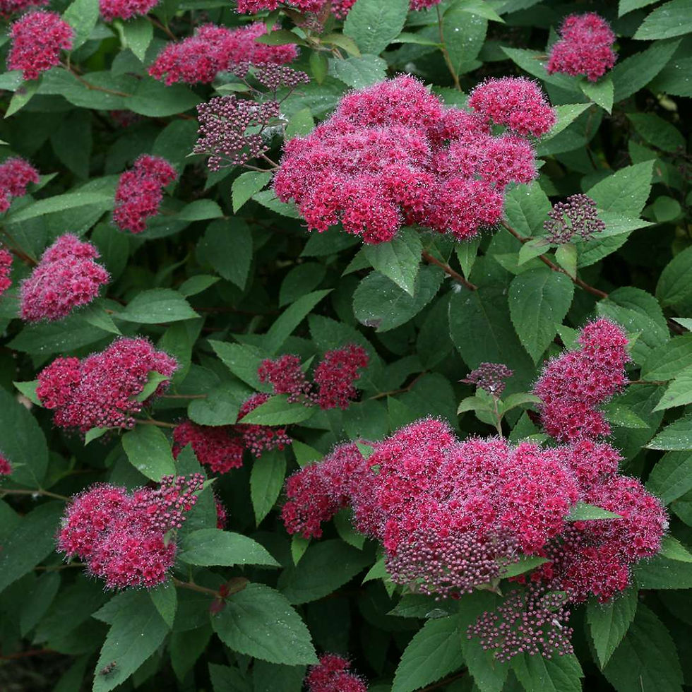 DOUBLE PLAY Red Japanese Spirea 1 Quart Pot