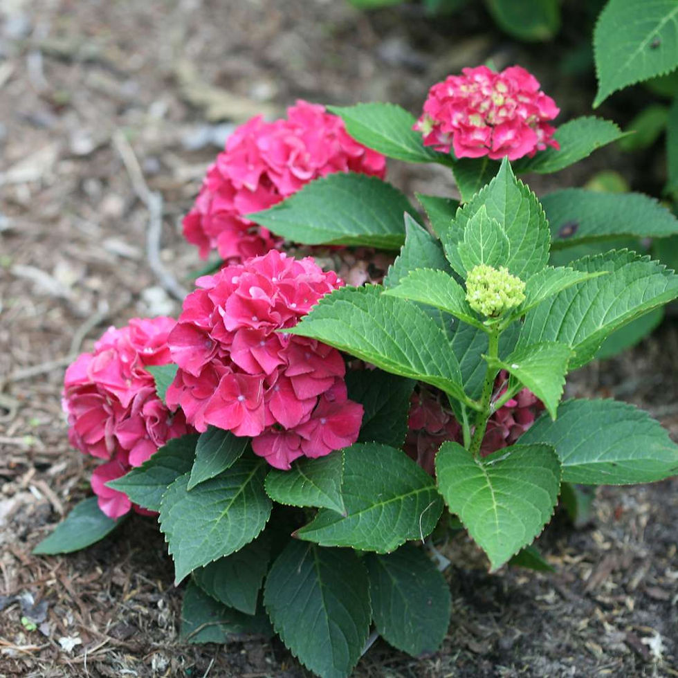 Thumbnail: WEE BIT GRUMPY Bigleaf Hydrangea 1 Quart Pot