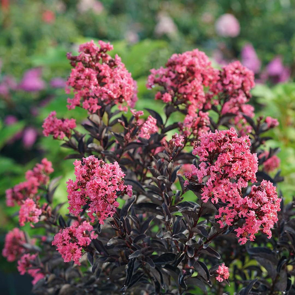 CENTER STAGE Coral Crapemyrtle 1 Quart Pot