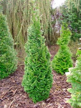 Brobeck's Tower Arborvitae Western Arborvitae Base Size 1 Quart | Eternity  Road
