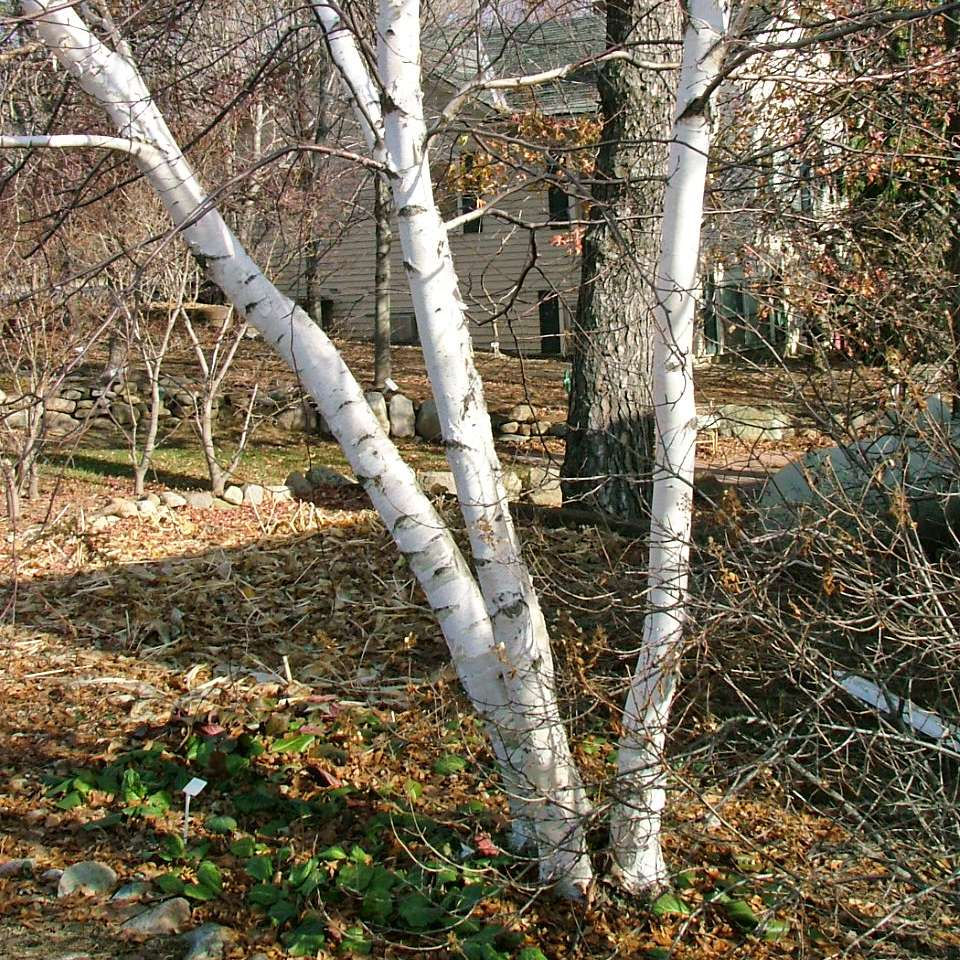 AVALANCHE Birch Tree Base Size 1 Gallon