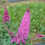 Thumbnail: PUGSTER PINKER Butterfly Bush 1 Quart Pot