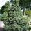 Thumbnail: Negishi Pine Japanese White Pine Base Size 1 Quart Air Pot