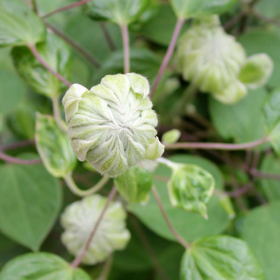 Thumbnail: Diamond Ball Clematis 1 Quart Pot
